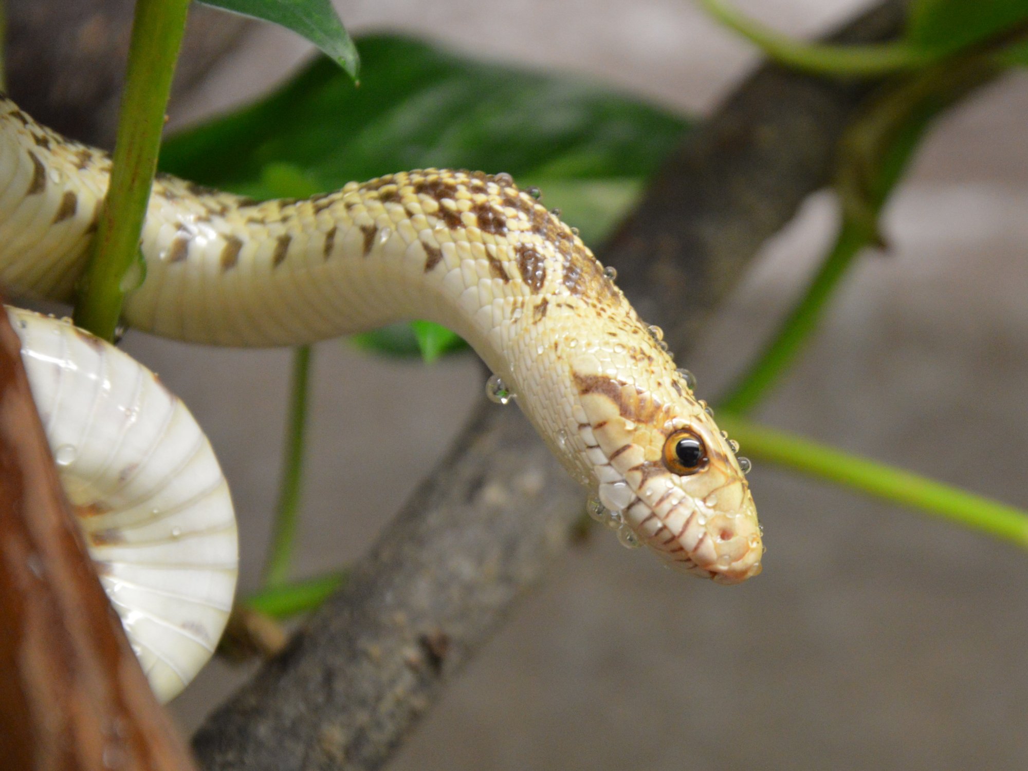 I love my snakes